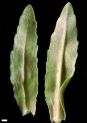 Veronica catenata. Mid stem leaves. Scale = 1 mm.
 Image: P.J. Garnock-Jones © Te Papa CC-BY-NC 3.0 NZ
